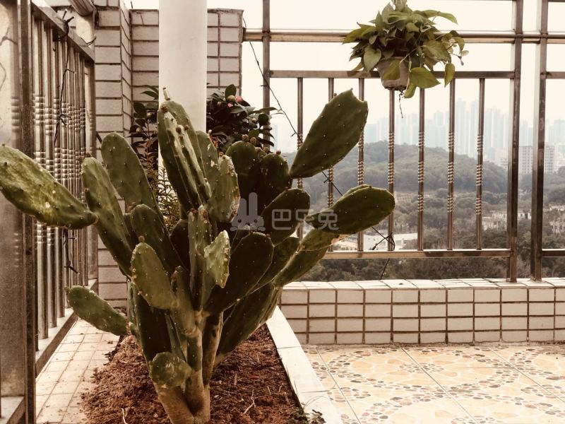 志业时尚公寓（墩背社区17栋）4643155周边环境图8