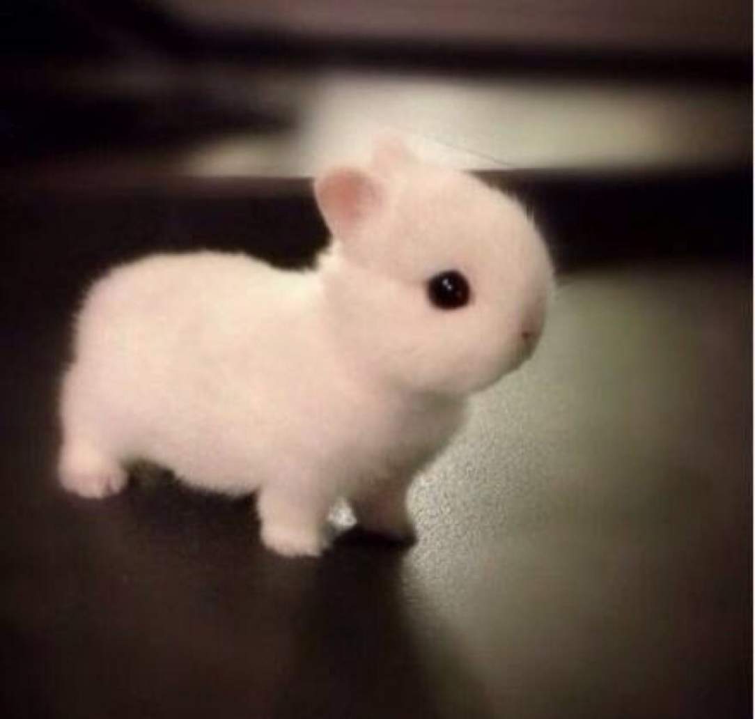 巴乐兔-上海租房_上海租房网_上海巴乐兔_上海房屋出租信息|价格