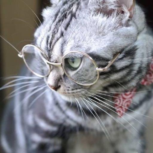 唐宁街的猫先生 4.5分