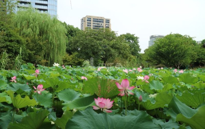 绿城玉园15493930周边环境图10