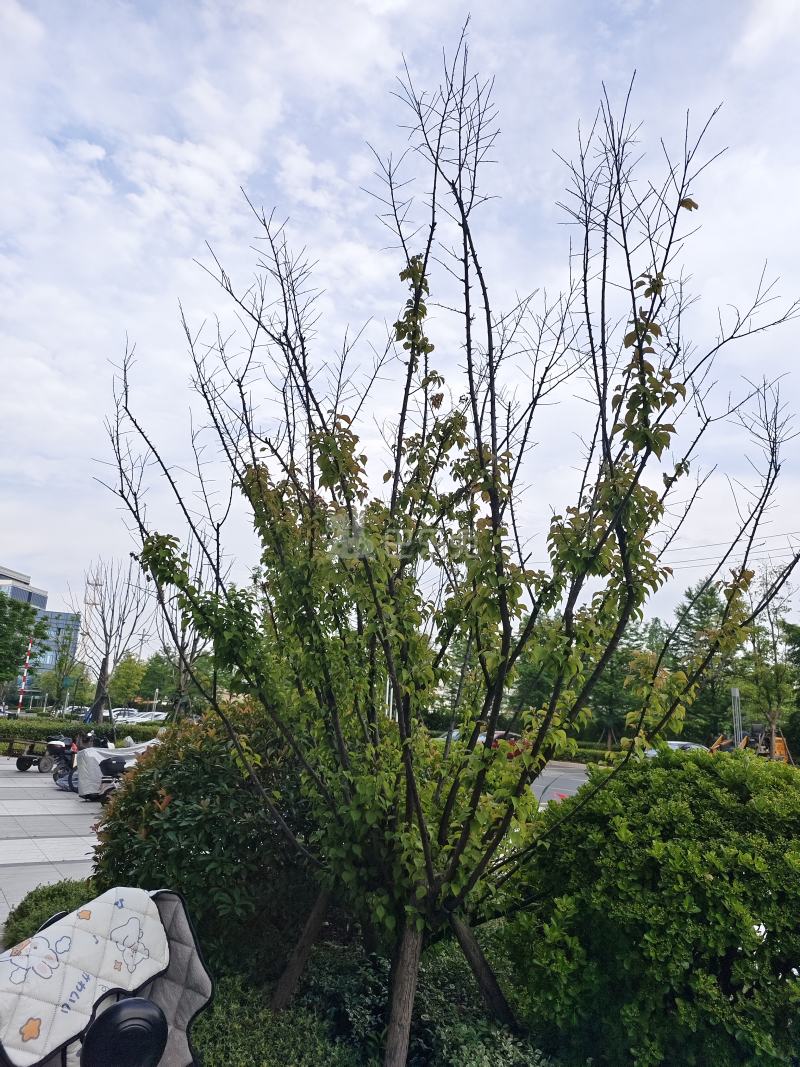 德信空港城14173487周边环境图6