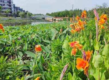 滴水湖馨苑悦湾 1室1厅0卫